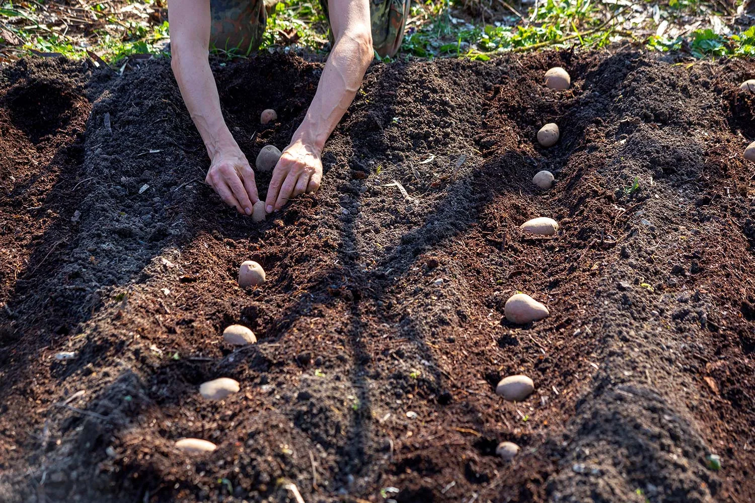 Planting potatoes