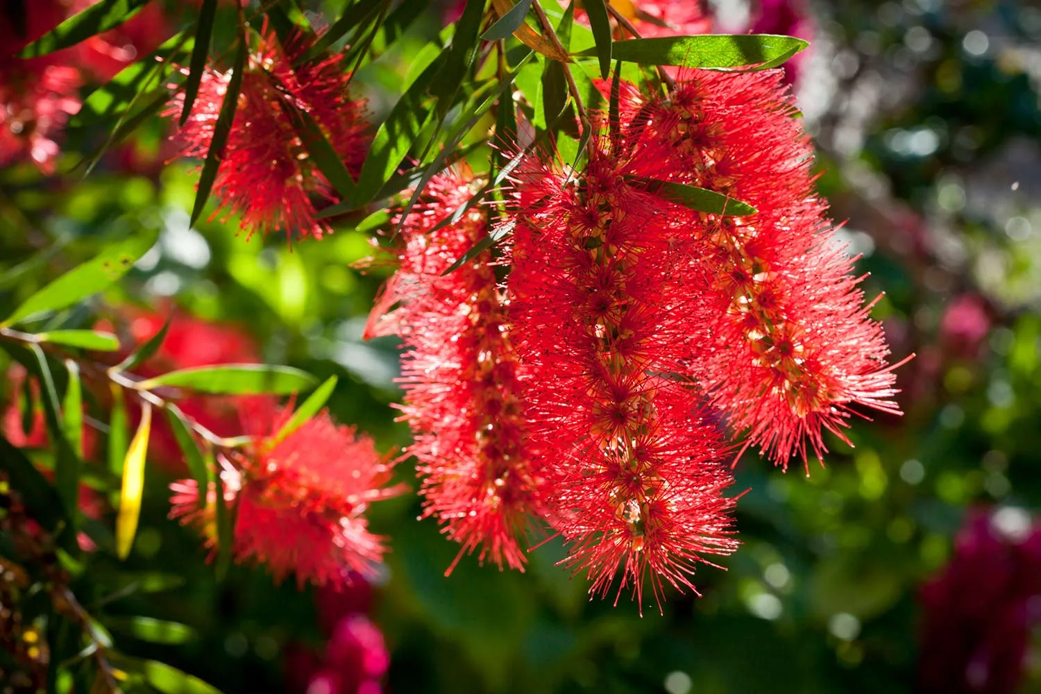 Bottlebrush