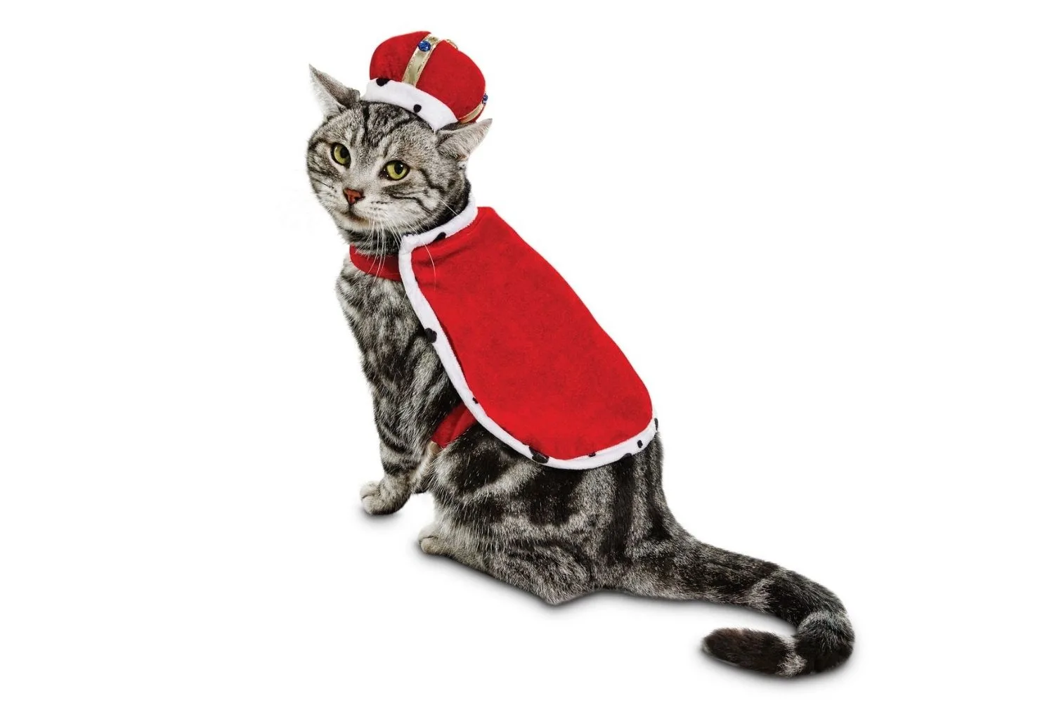cat in costume