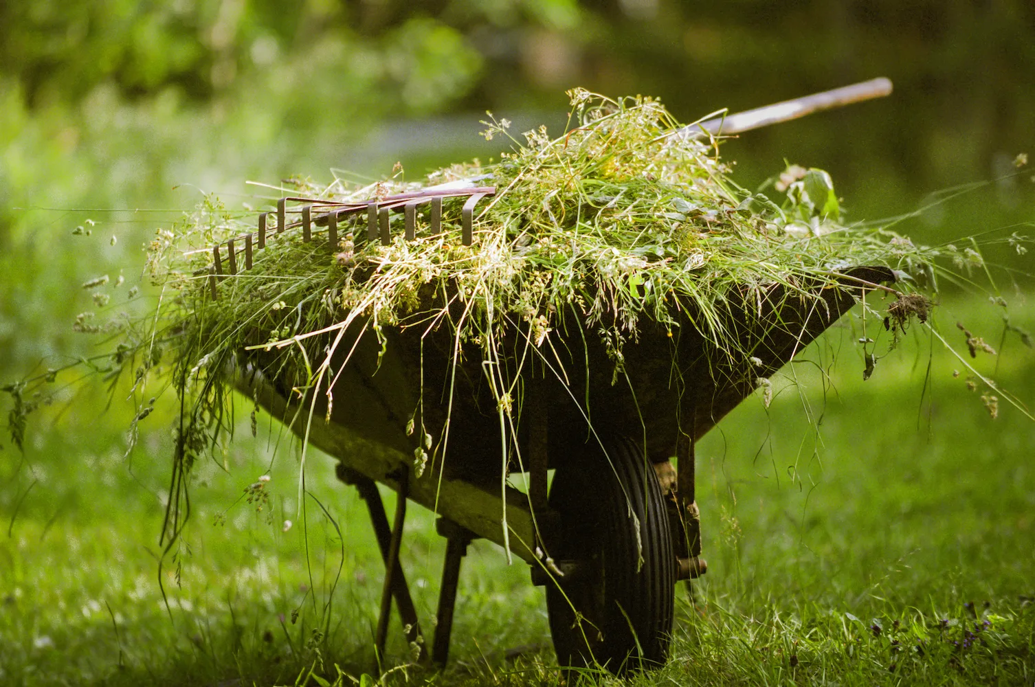 wheelbarrow of weeds