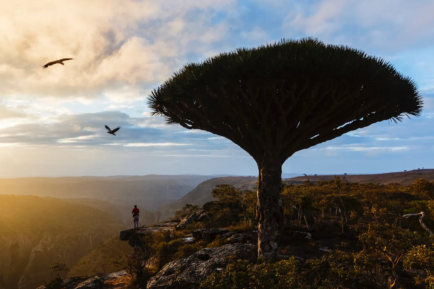 dragon tree