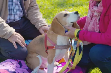 Dr Harry meets Roger the beagle