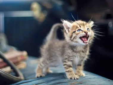 What your cat really means when it miaows