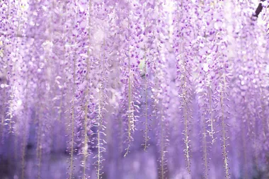 Six flowering trees that add big impact