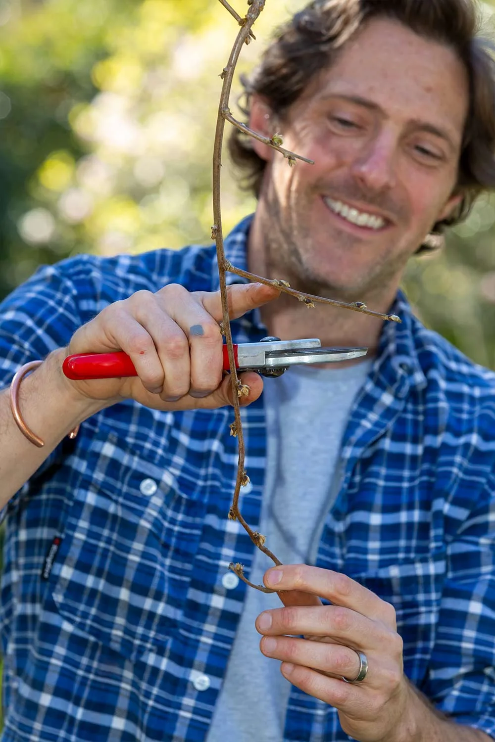 Charlie Albone pruning wisteria