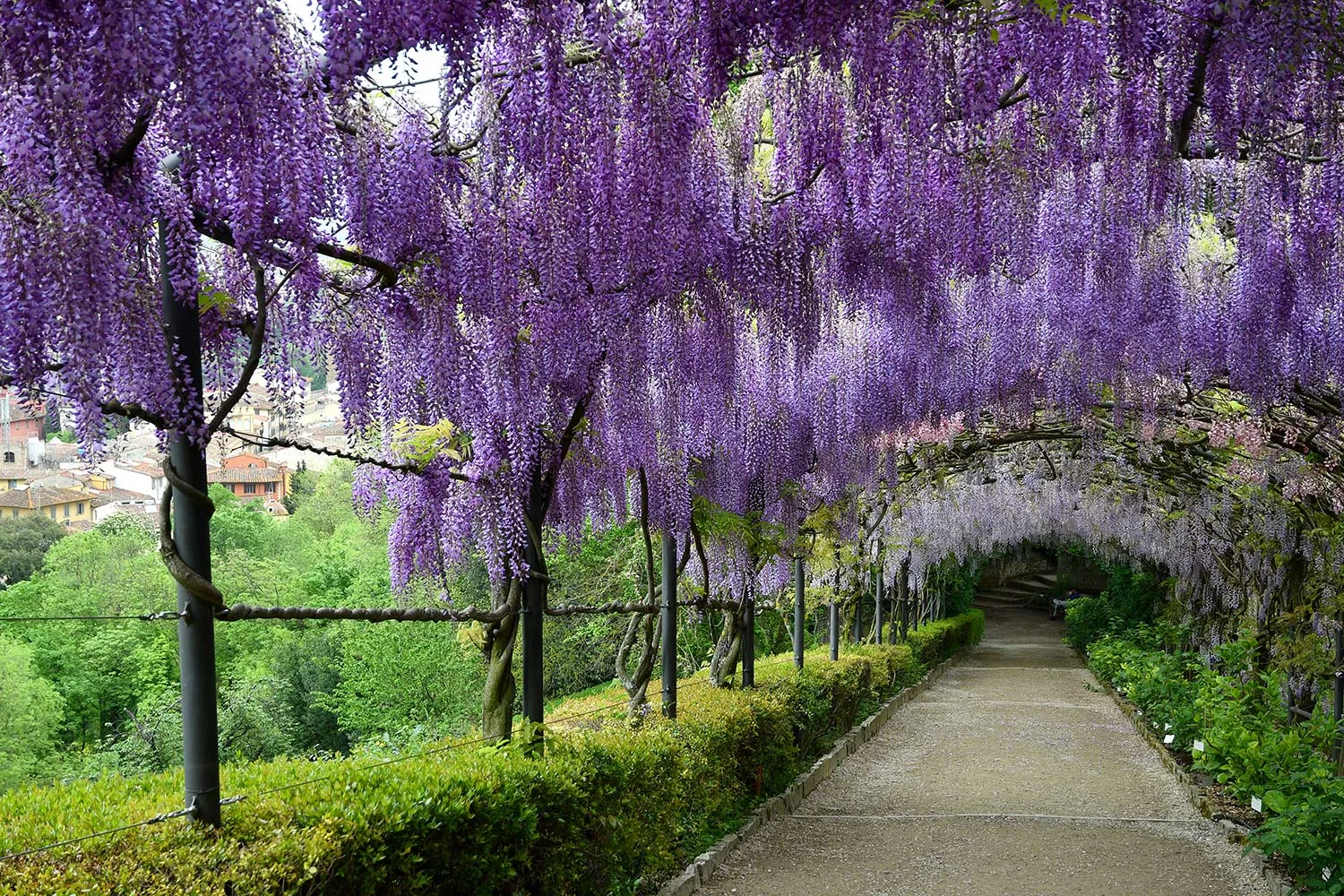 Wisteria archway