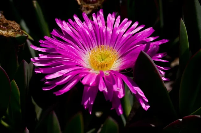 purple and yellow pigface flower