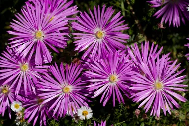 5 interesting facts about the beautiful pigface plant