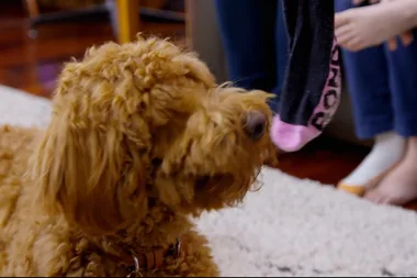 Dr Harry visits Wookie, a sock-stealing labradoodle