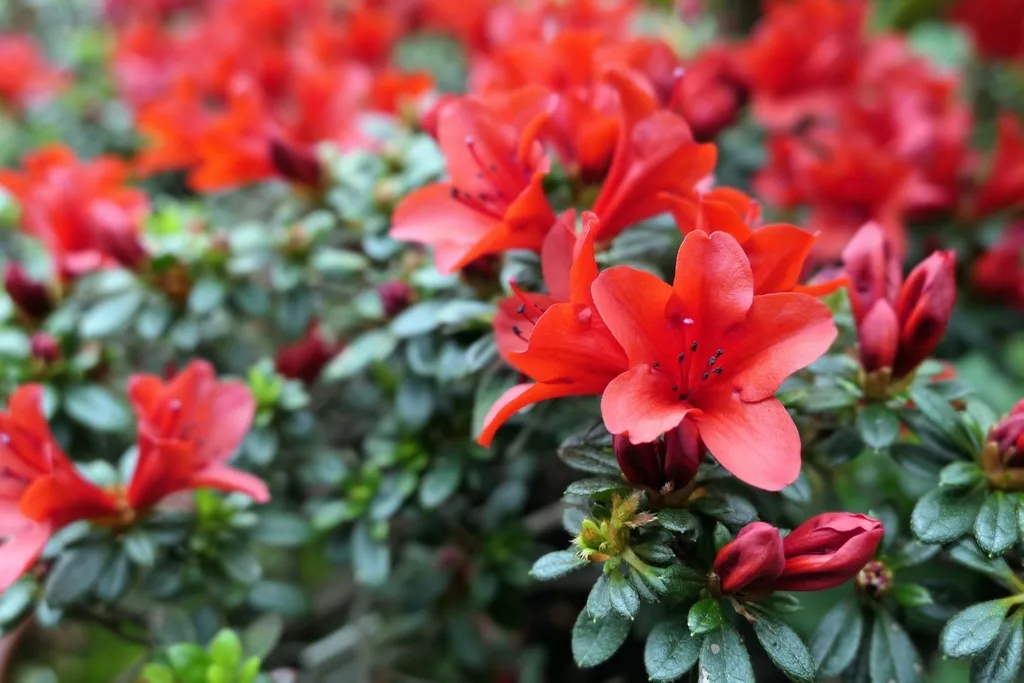 red Azaleas