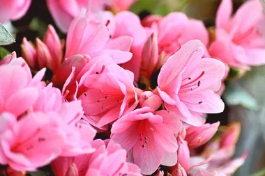 How to grow azaleas