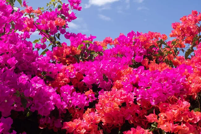 bougainvillea
