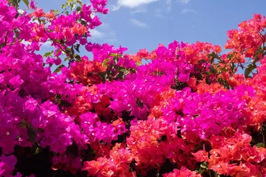 bougainvillea