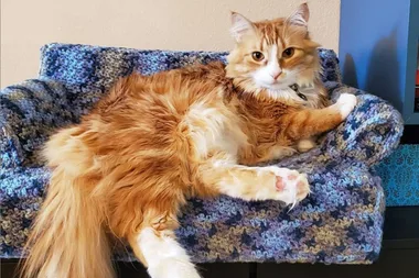 You can now crochet a mini couch for your cat!