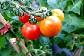 How to grow your own tomatoes