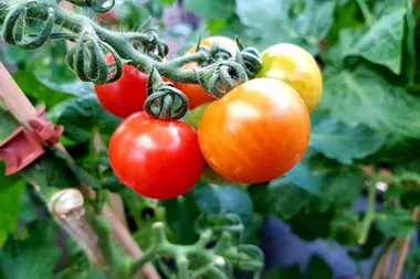 How to grow your own tomatoes