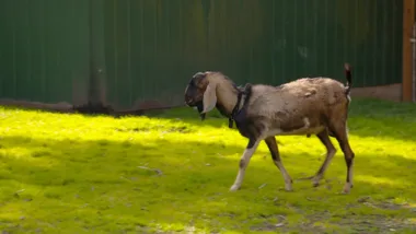 Dr Harry meets Simba the goat