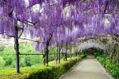How to prune wisteria vine