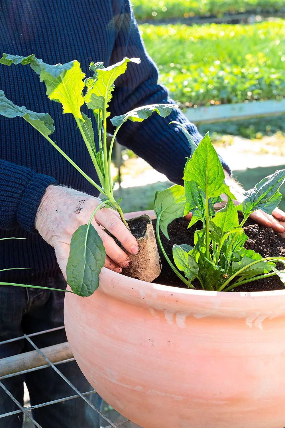 Planting seedlings in pot