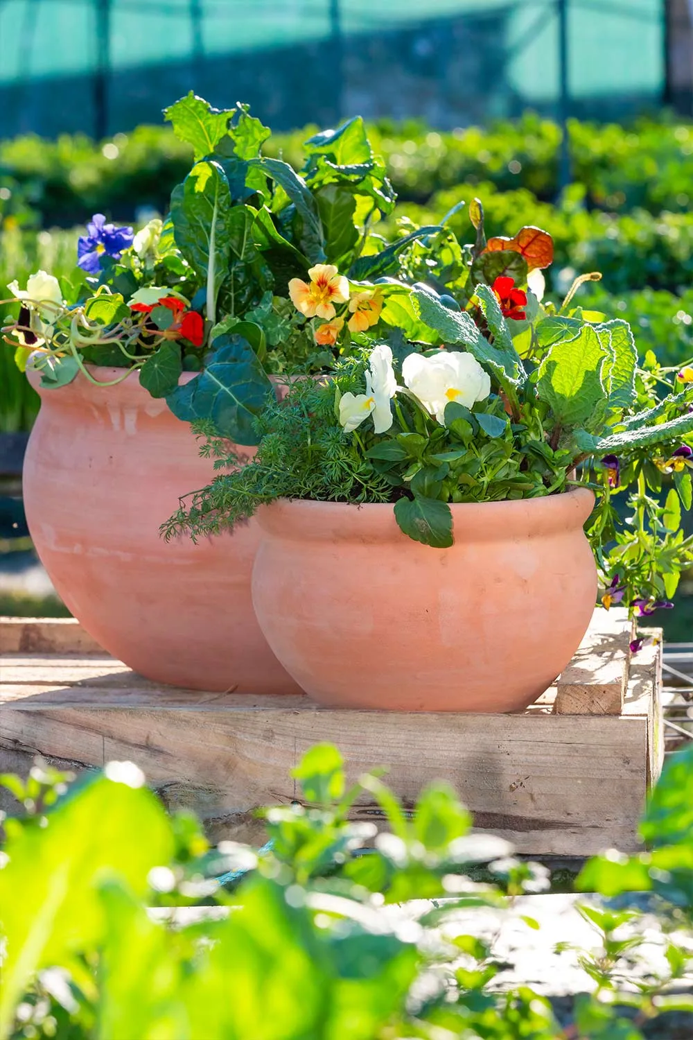 Organic vegies in pot