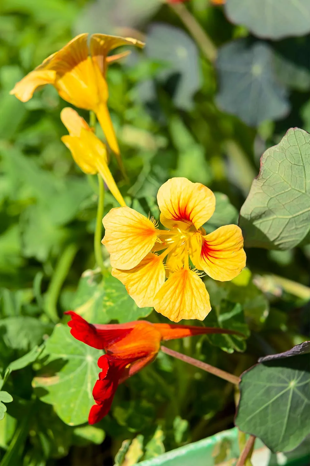 Nasturtium and marigold
