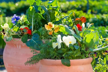 How to grow organic vegetables