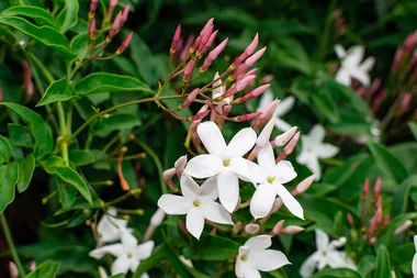Common jasmine