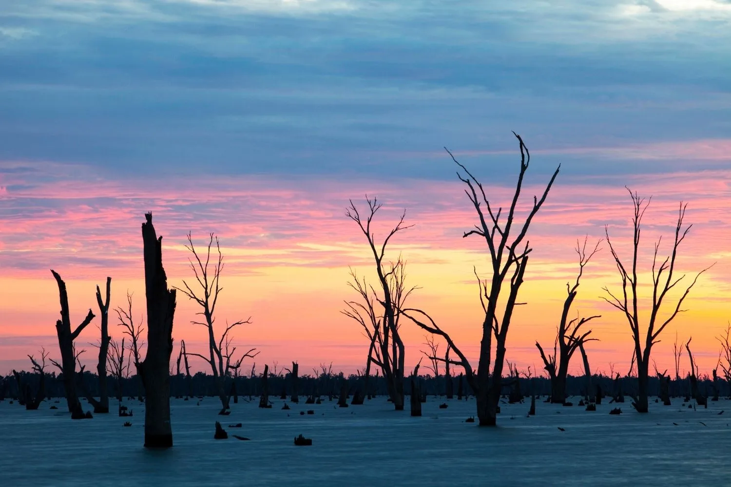 Bare trees shadowed by sunrise