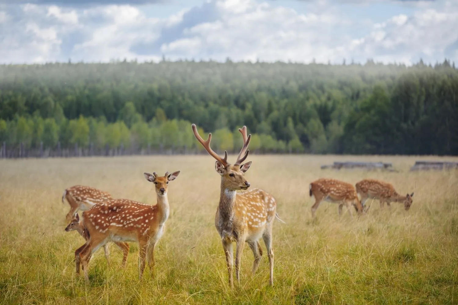 deer in a meadow