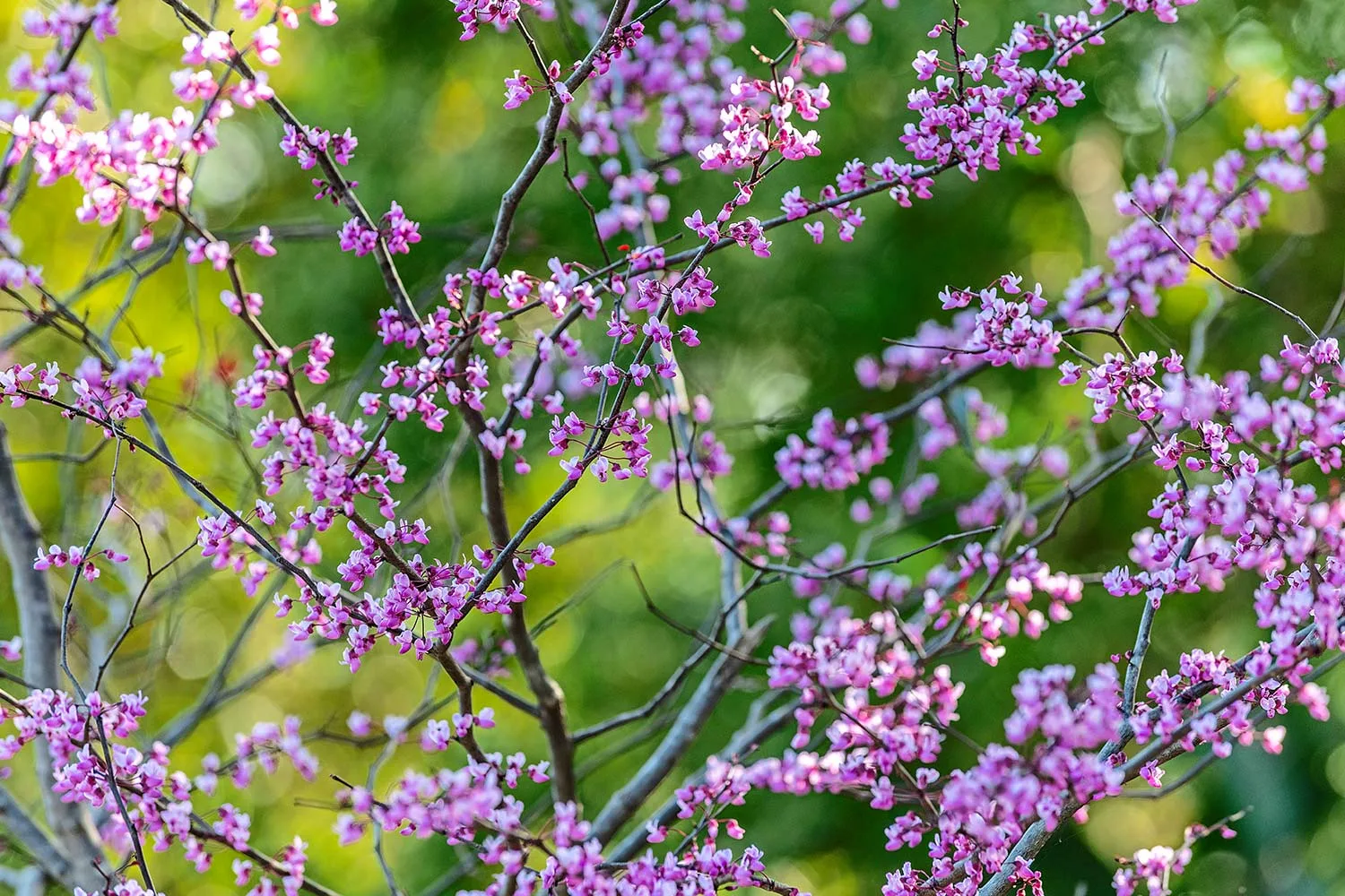 Blossoms