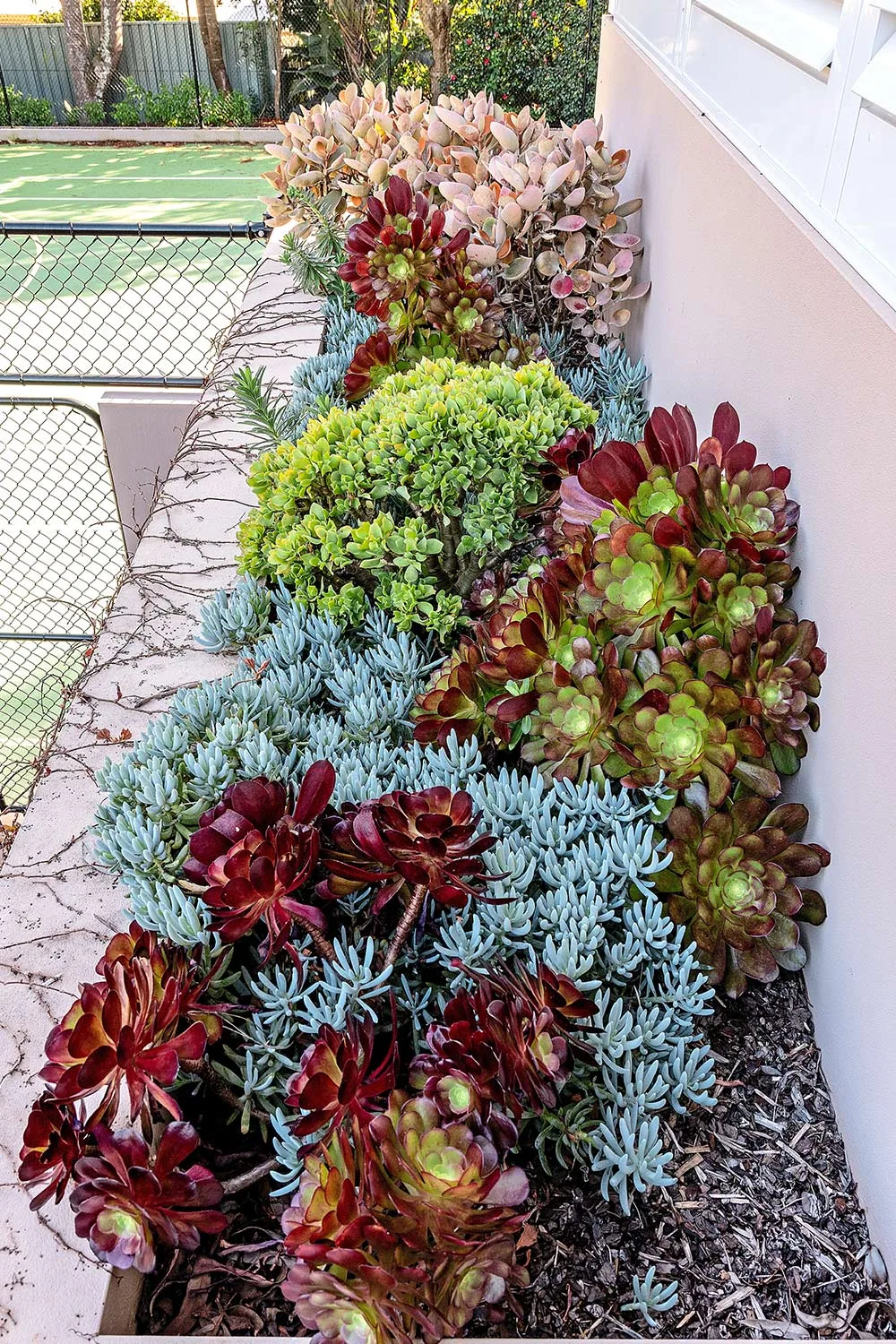 Succulents