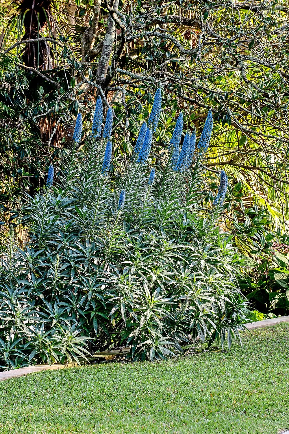Madeira