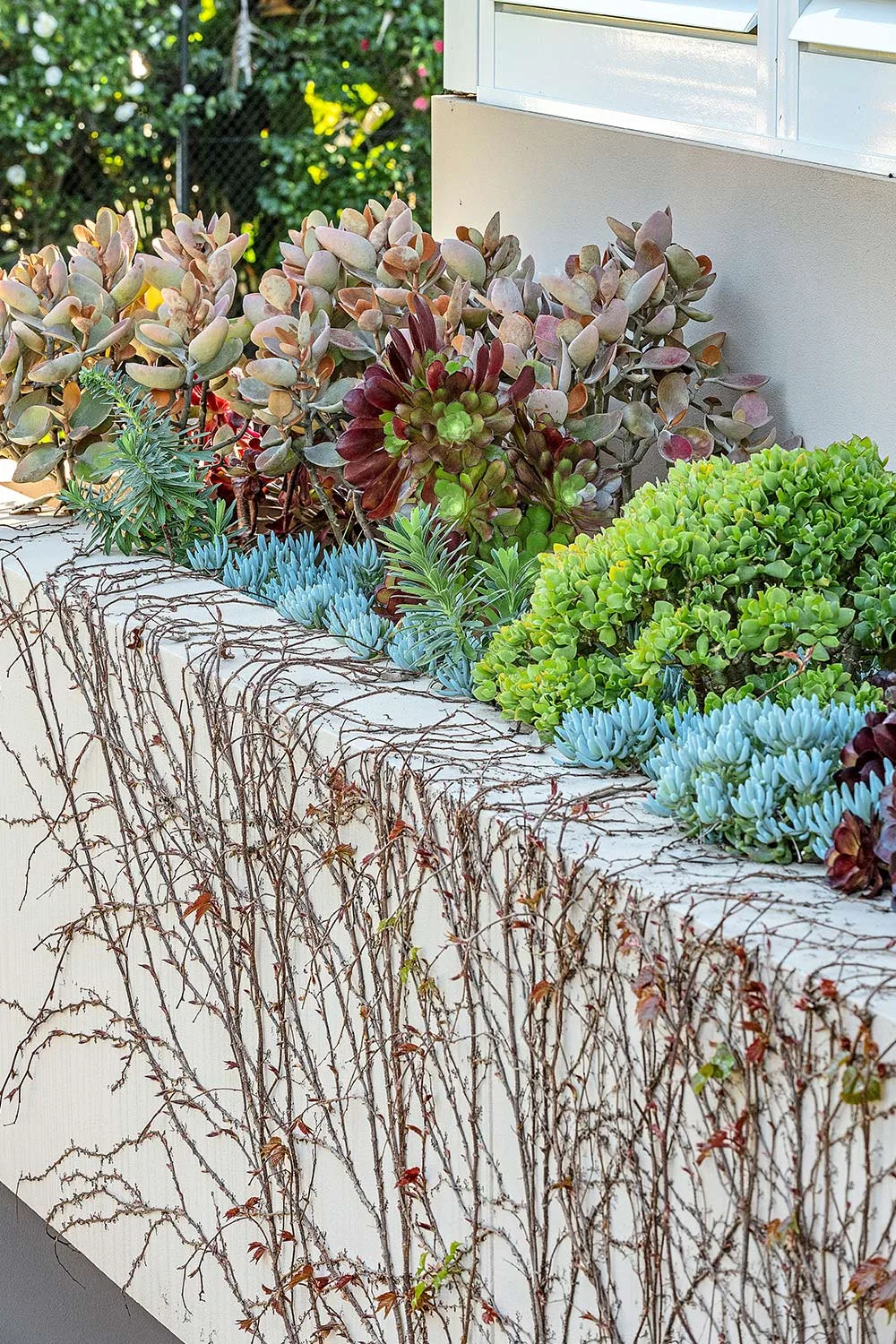 Succulents on garden wall