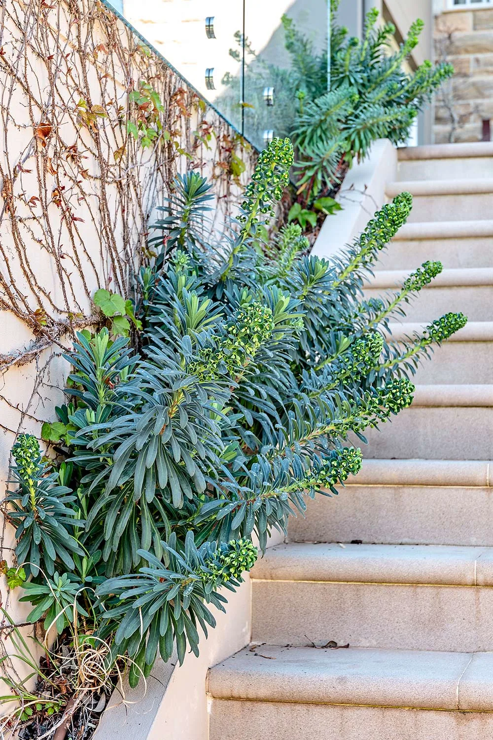 Stairs with plants on side