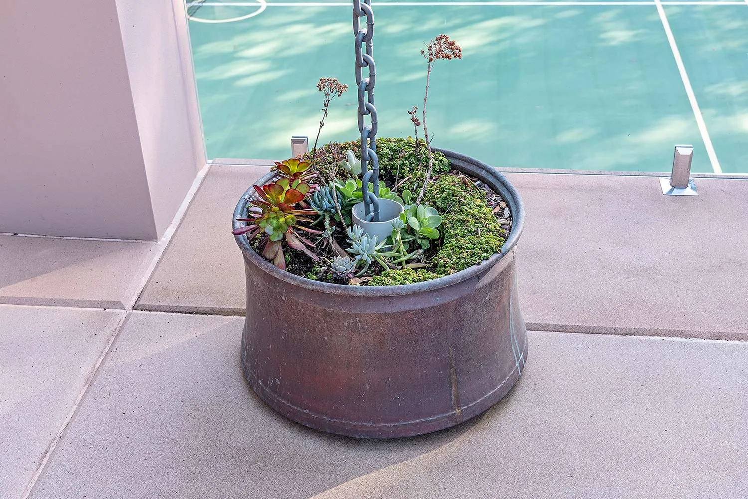 succulents by pool