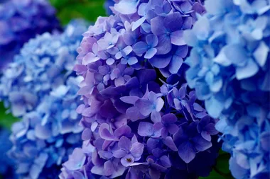 How to propagate hydrangeas from cuttings