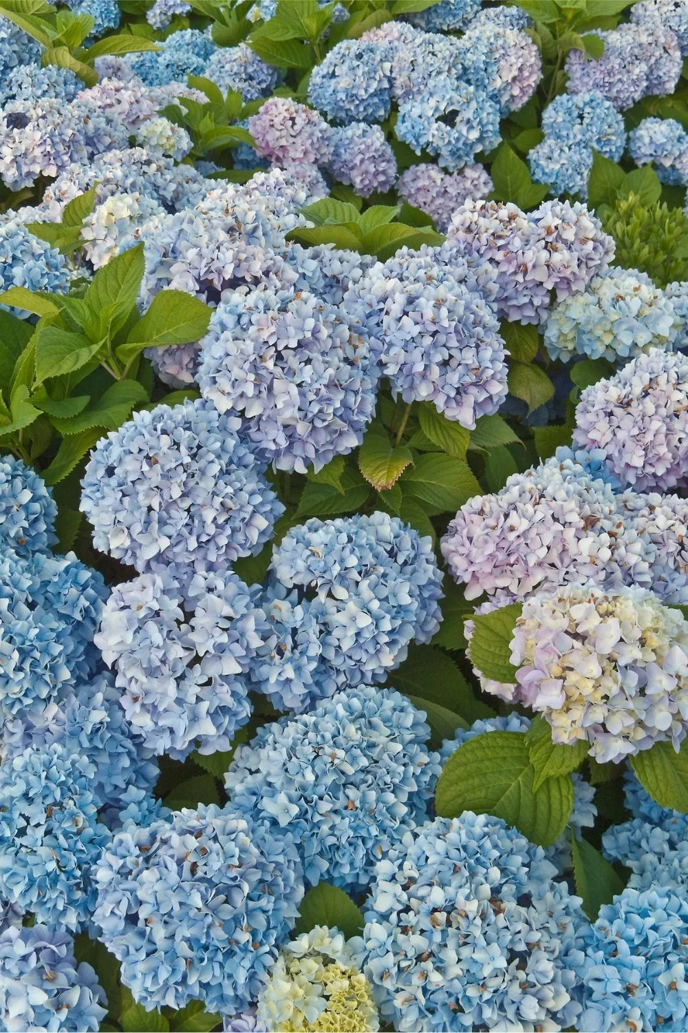 hydrangeas
