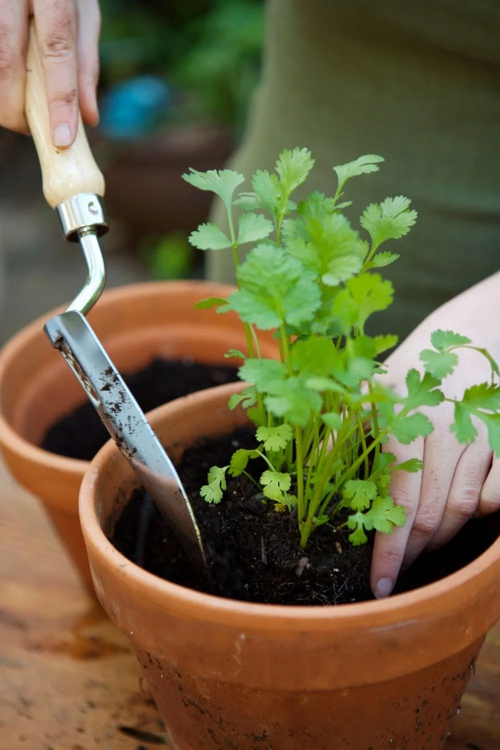 coriander plant