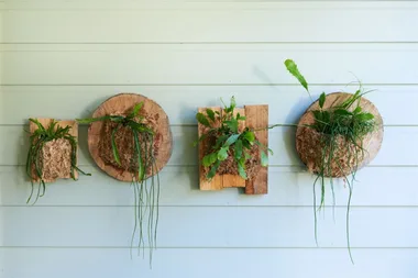 How to make rhipsalis wall pockets