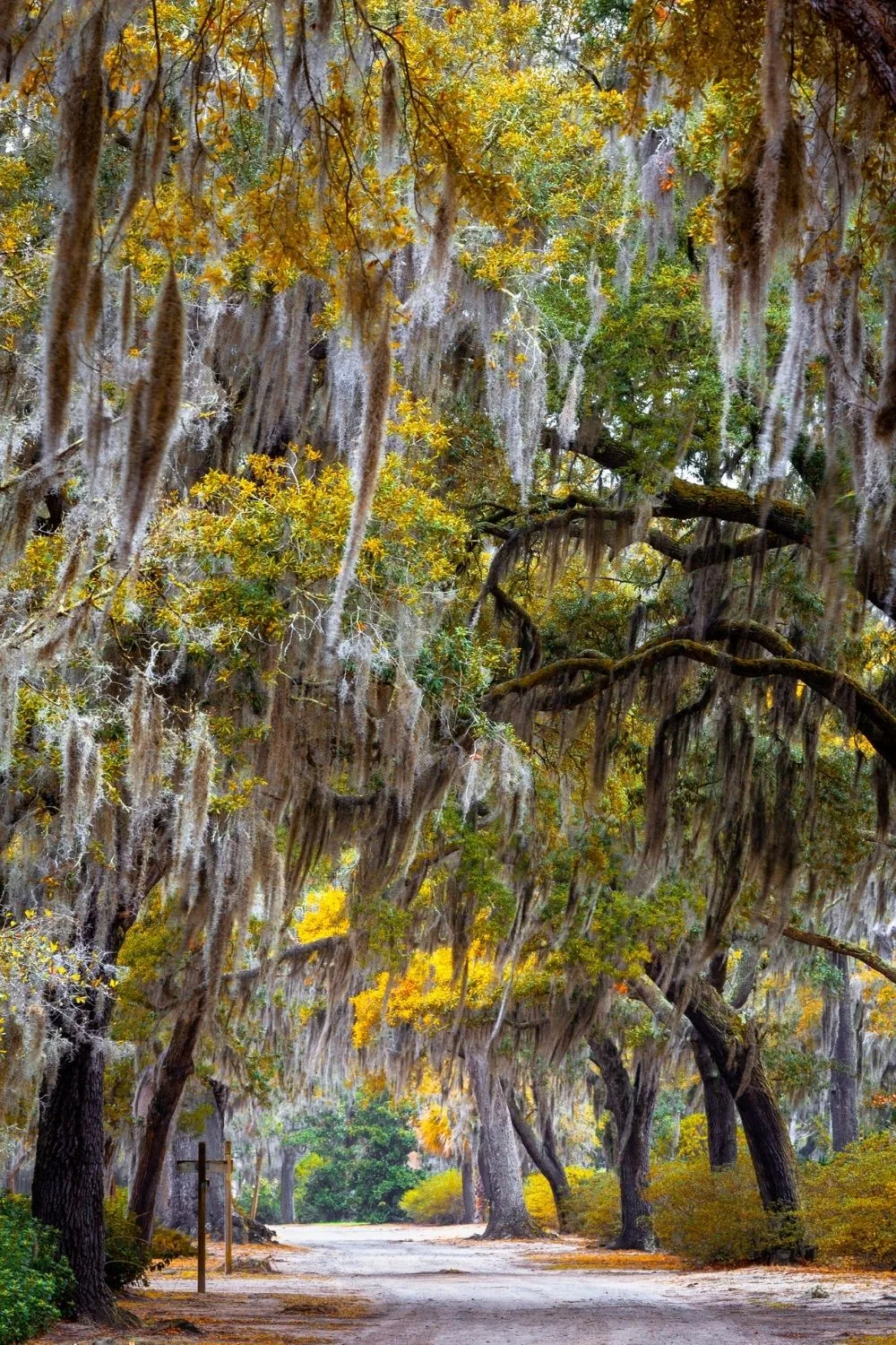 Yellow and white spanish moss