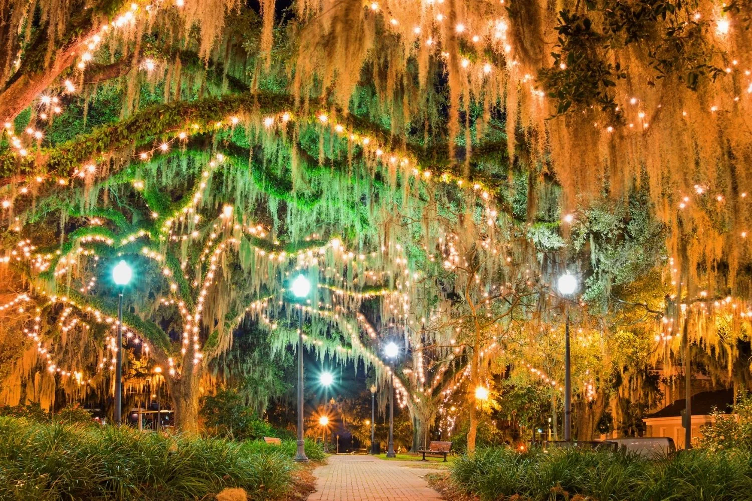 spanish moss at night