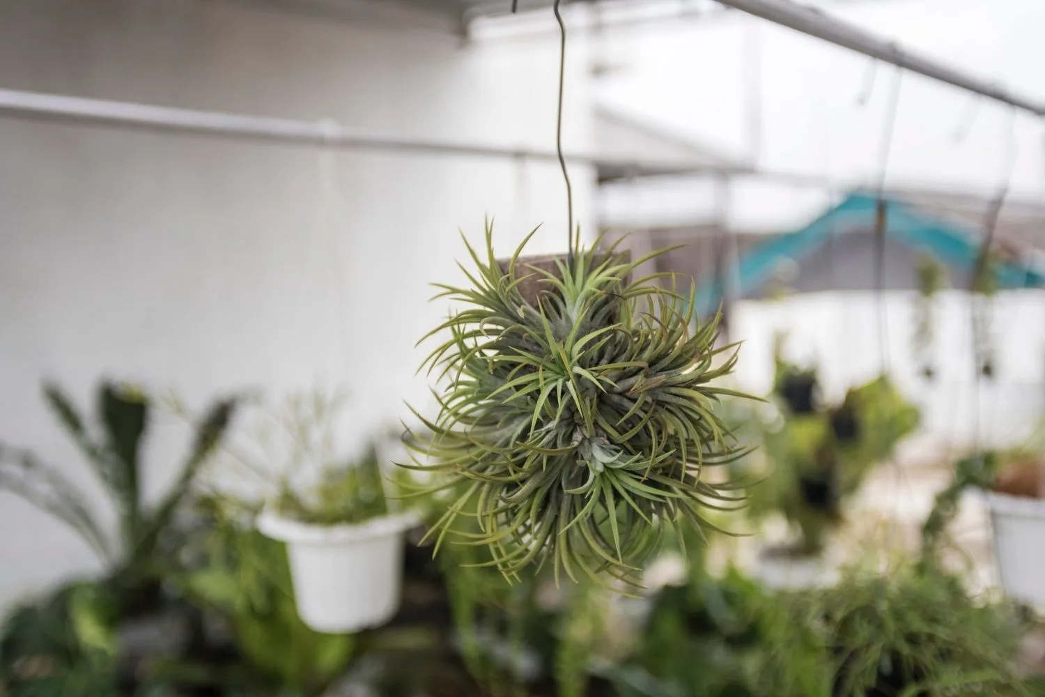 air-plant
