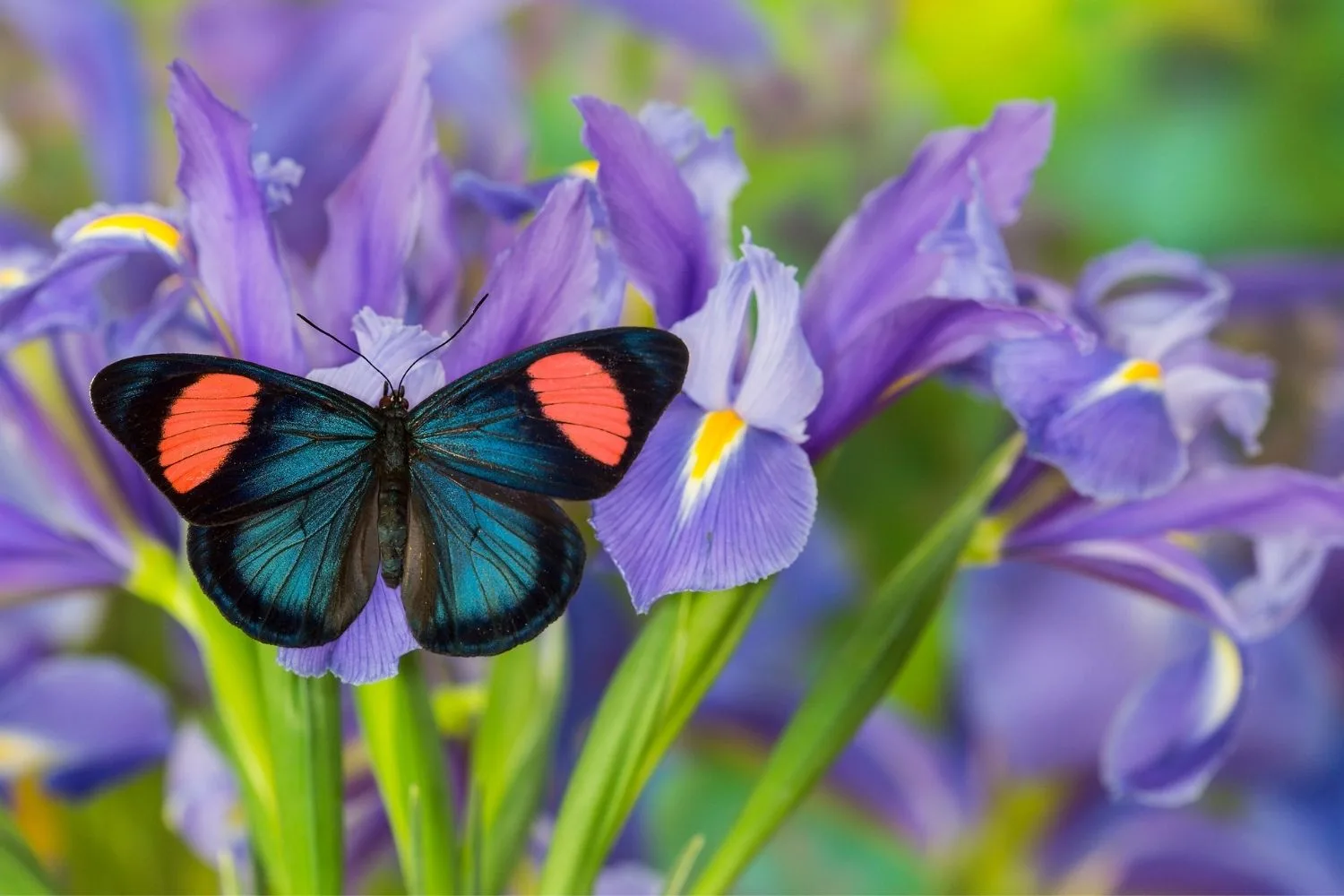 butterfly on flower