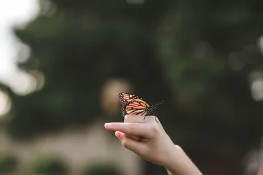 How to attract butterflies