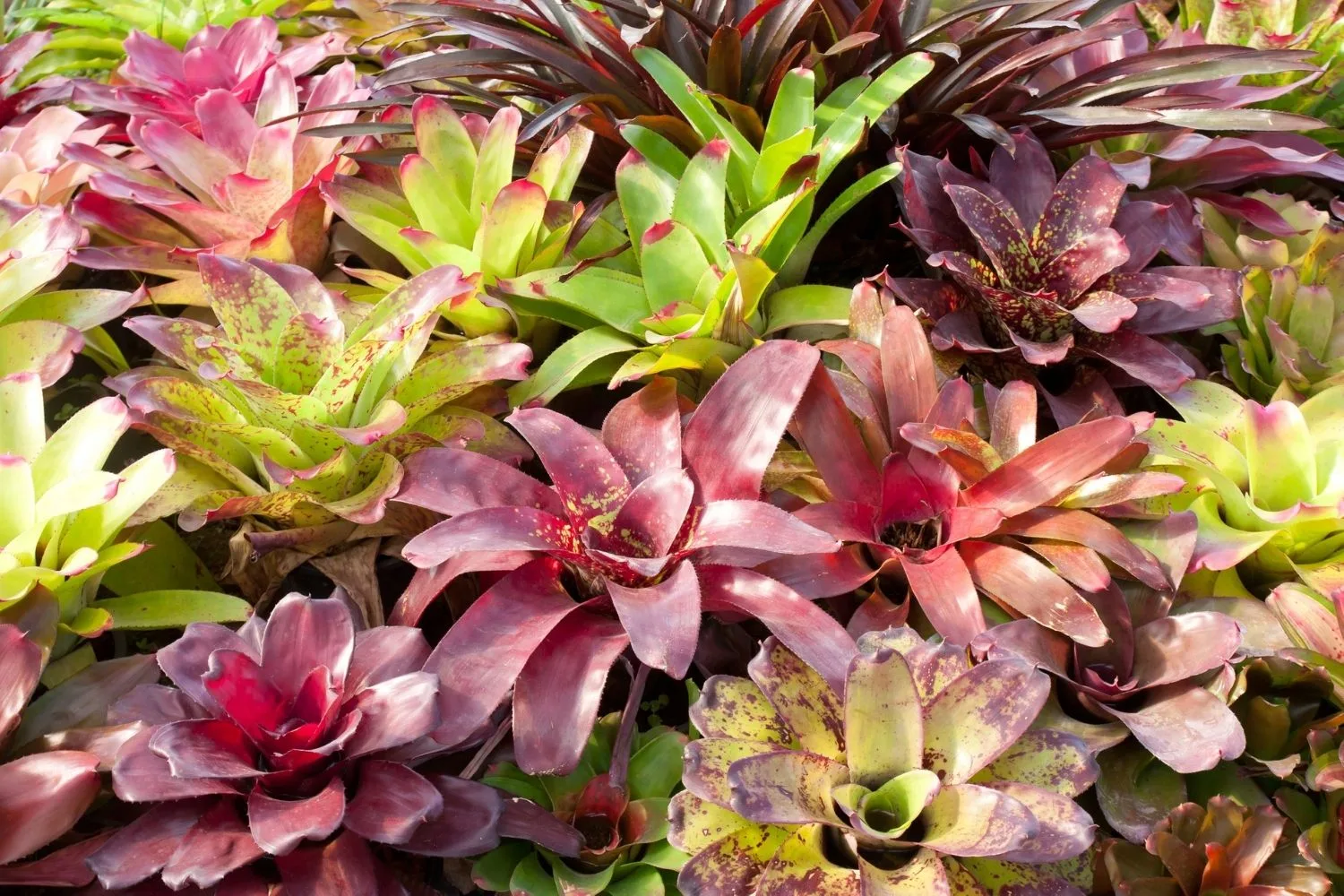 How to grow alcantarea