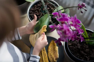 This cheap indoor plant hack has gone viral