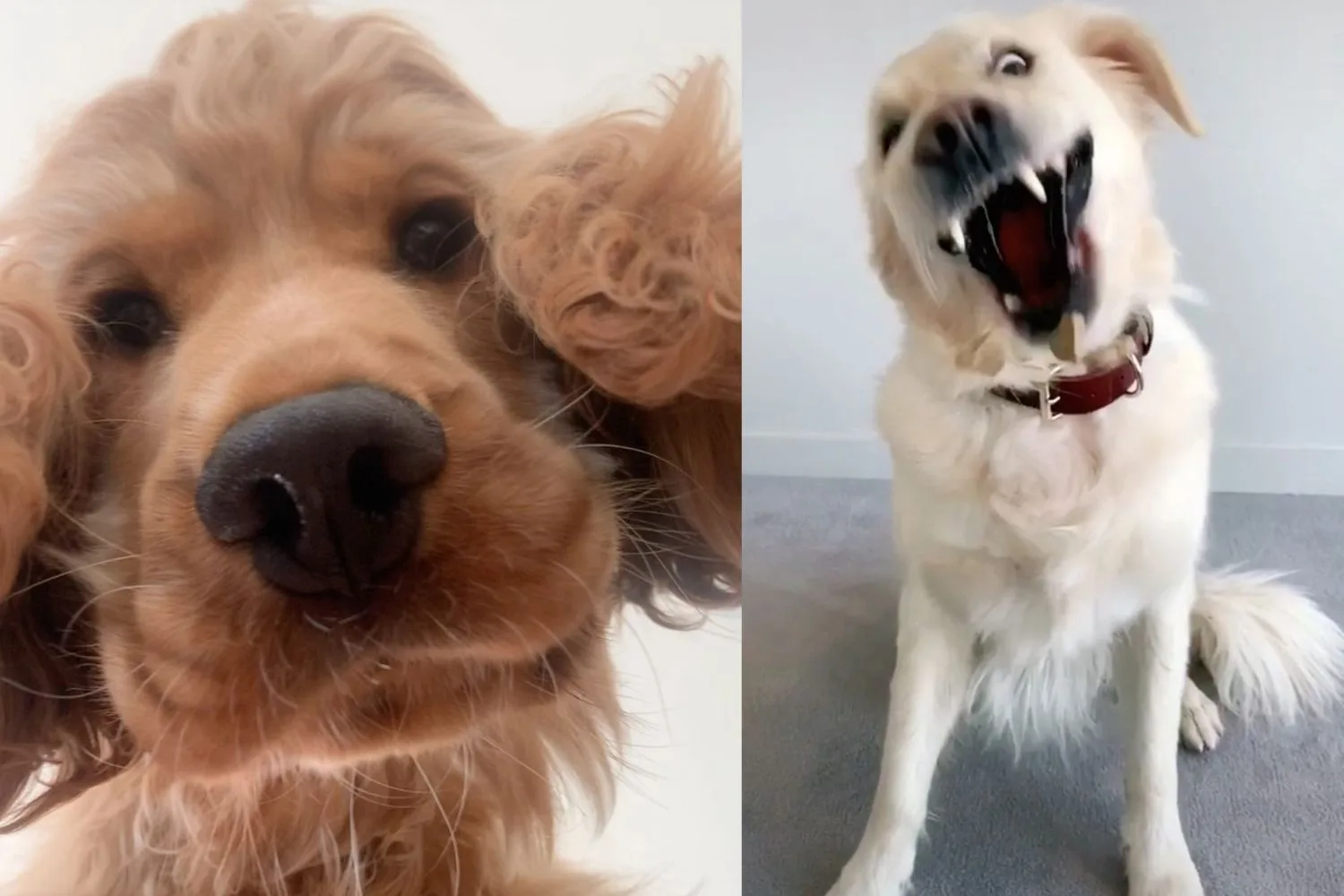 The hunt is on to find Australia’s funniest pet