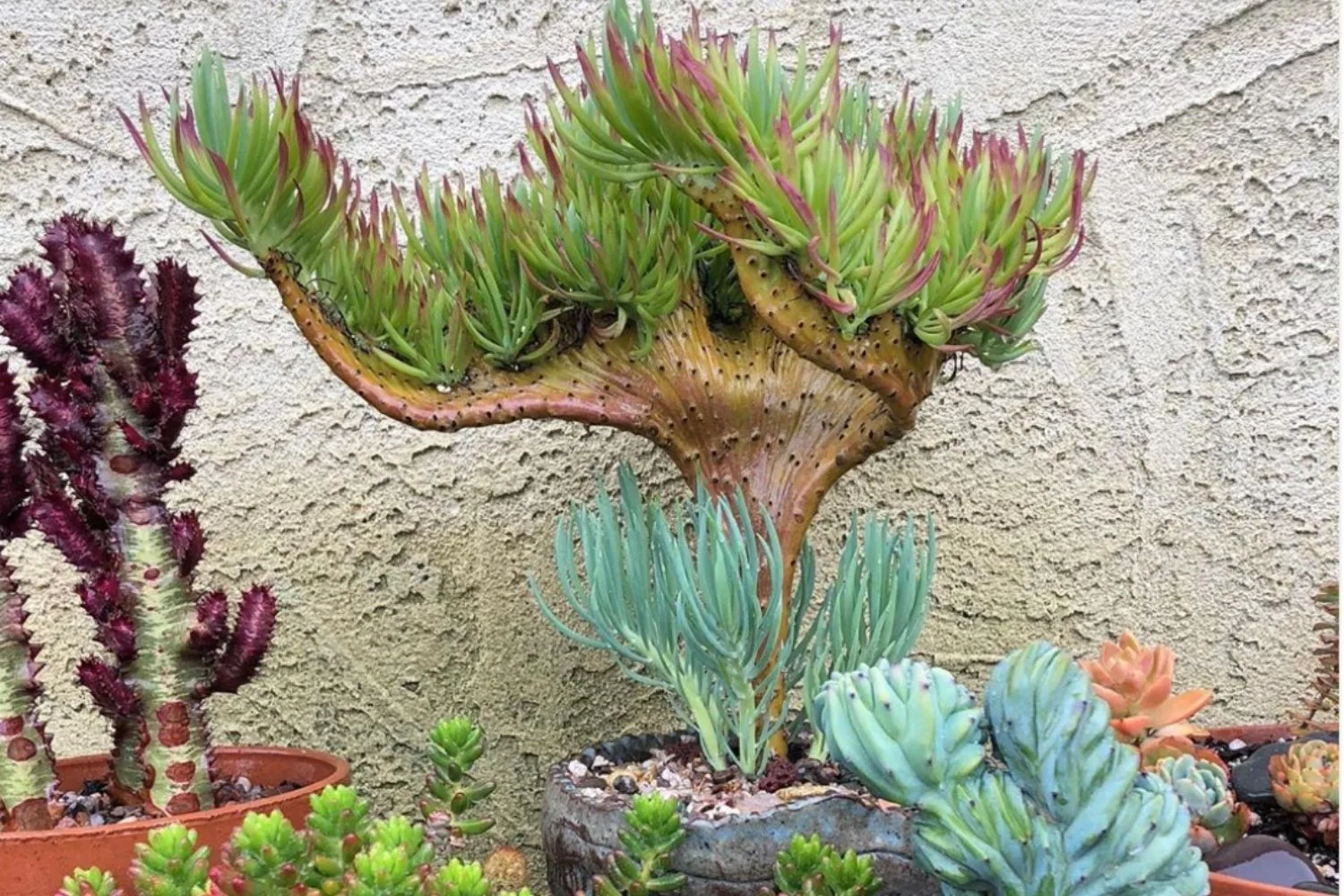 Enchant Your Garden with a Mermaid Tail Succulent