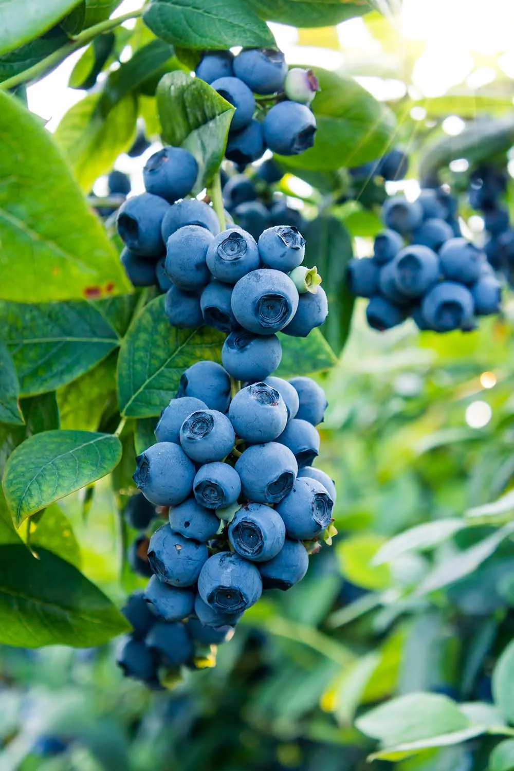 Blueberries