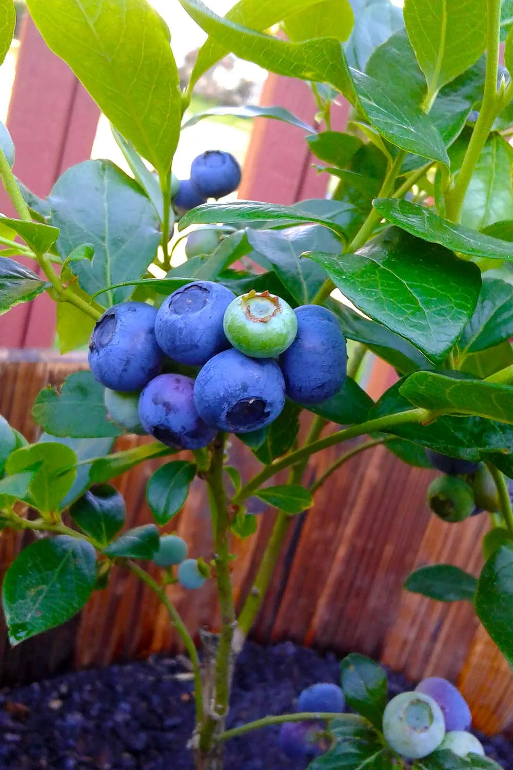 Blueberries in a pot